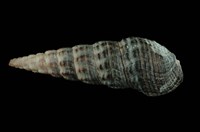 藏品(燒酒海蜷)的圖片